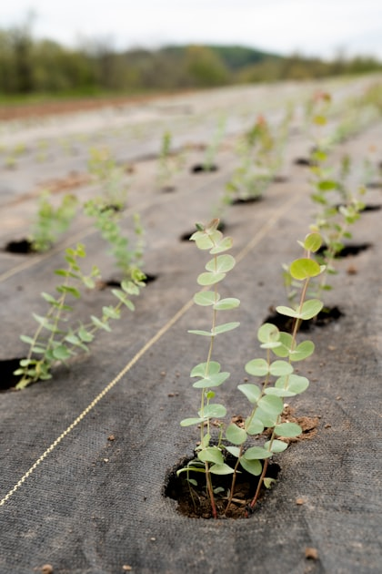 Top Soil Strategies for Growers