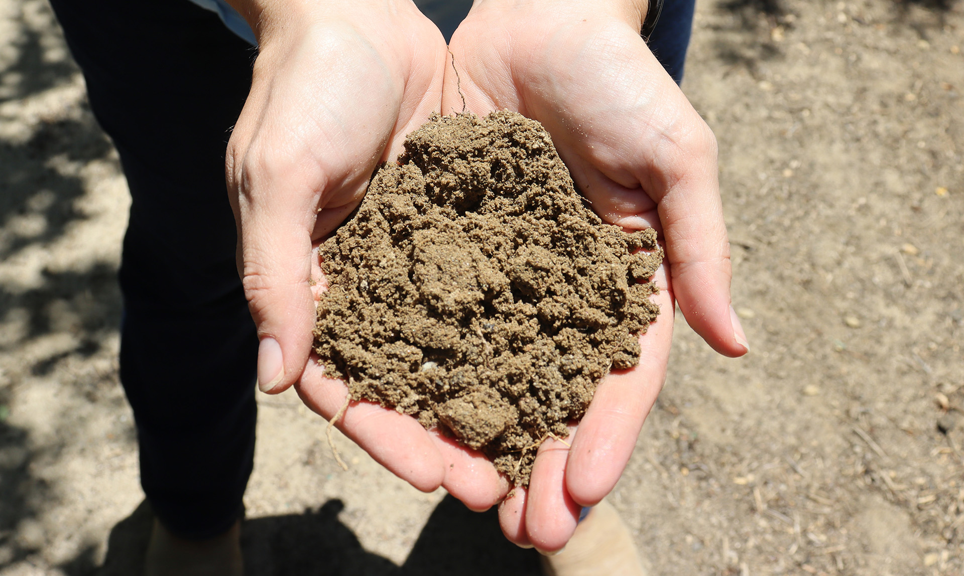 Soils in Action Field Day hosted by Holloway - California Soil Management Conference
